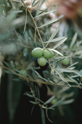 Restaurant Beaucaire · Maison Salix · Vallabrègues, Gard